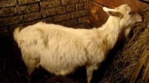 Коза родила тройню. Как рождаются козлята, окот козы. +18