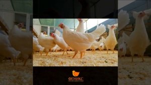 Куры - Супер Ник (белые) - несушка - ЛПХ Феникс - Челябинск