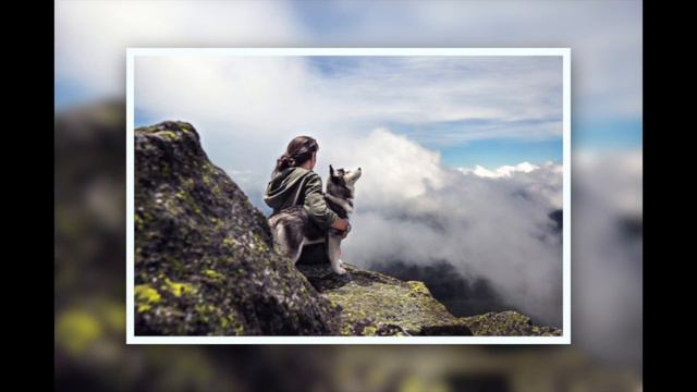 Welches Hundefutter für meinen Hund ist gut? смотреть онлайн