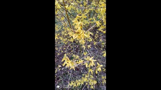 Pixel Camera 7.3 Google Camera 7.3 Vs Stock Camera Android MIUI 11 Xiaomi Mi8