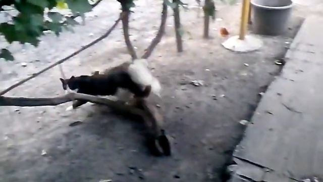 Ромбик и кот смотреть онлайн