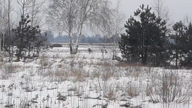 В Польше встретили диких косуль ( европейские косули ) смотреть онлайн