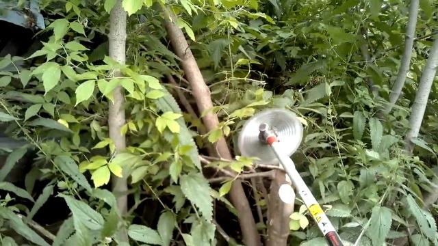 Спиливание деревьев триммером с диском перед выкорчевкой. Косим траву и кустарник в Новосибирске. смотреть онлайн