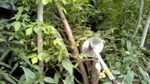 Спиливание деревьев триммером с диском перед выкорчевкой. Косим траву и кустарник в Новосибирске.