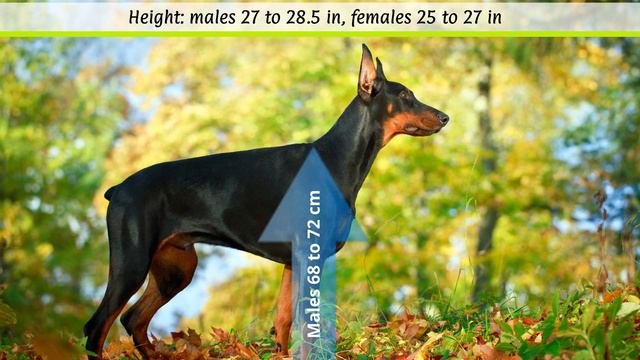 ► Doberman Pinscher Breed Profile [2022] Temperament & Training