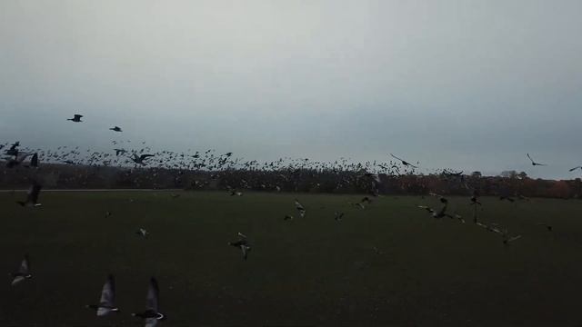 ПЕРЕЛЕТ ГУСЕЙ смотреть онлайн