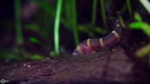 Рыба червячок или гаишник — акантофтальмусы!