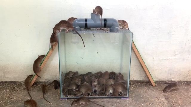 DIY mousetrap // The best way to catch mice смотреть онлайн