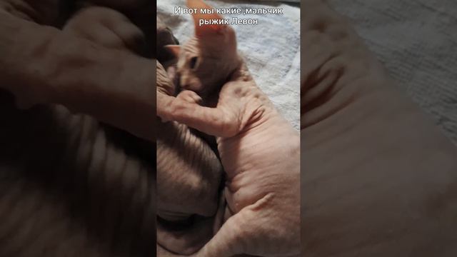 Левон смотреть онлайн