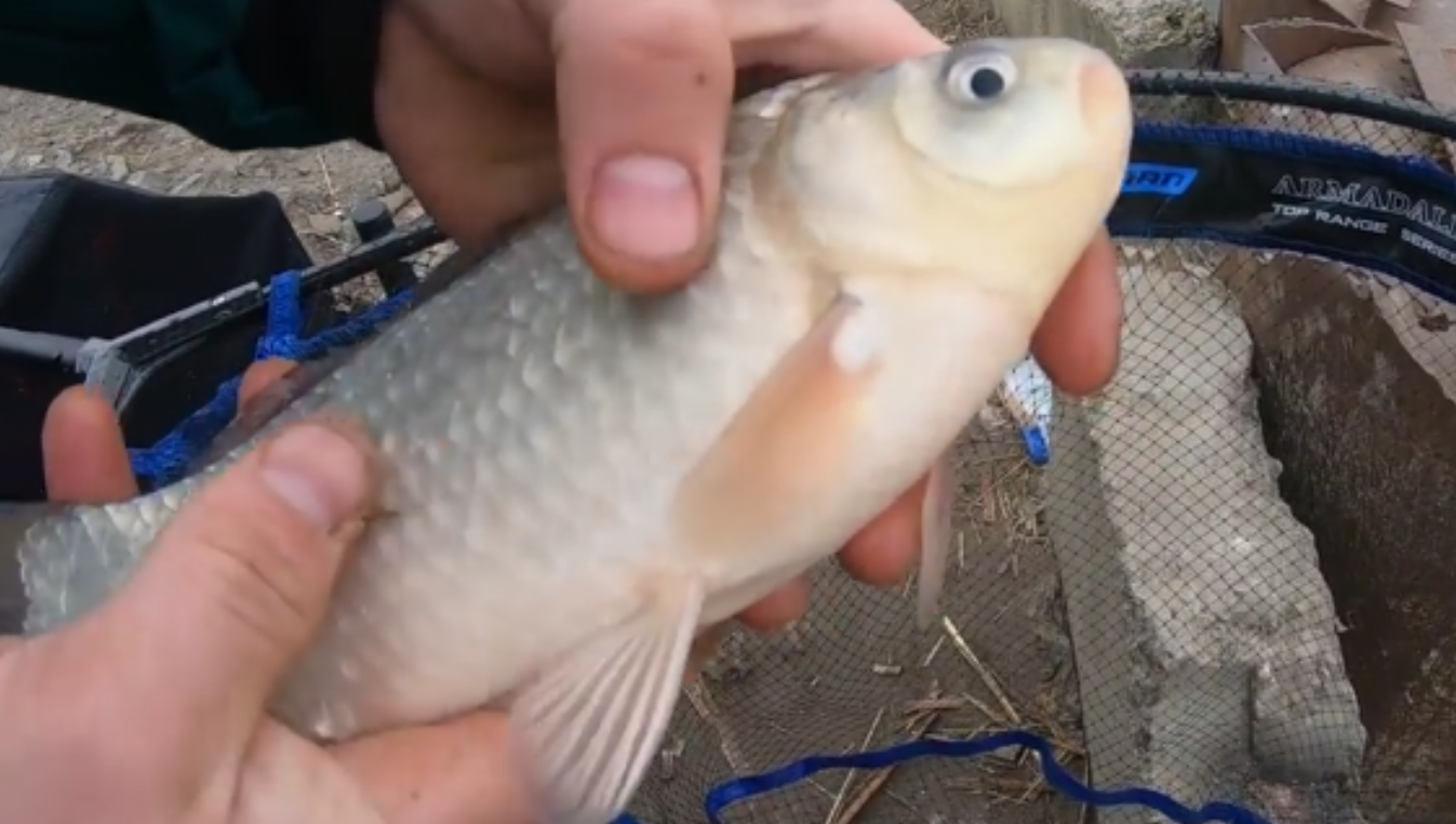 КАРАСЬ ПРОСНУЛСЯ!!! РЫБАЛКА НА КАРАСЯ ВЕСНОЙ. ЛОВЛЯ КАРАСЯ ФИДЕРОМ НА РЕКЕ. смотреть онлайн