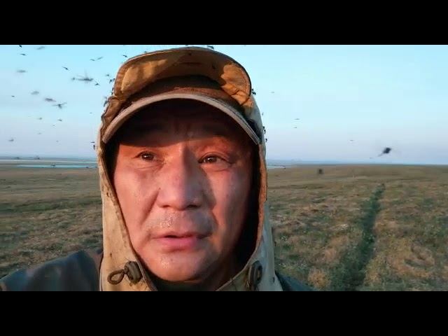 Комары в Якутии смотреть онлайн