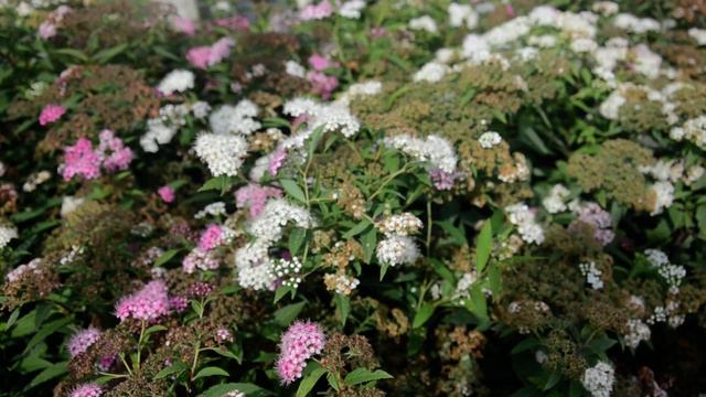 Спірея японська Шіробана смотреть онлайн
