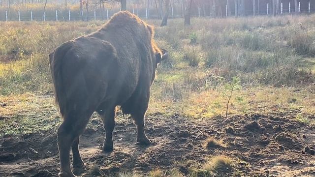 Беловежская Пуща. Зубр играет смотреть онлайн