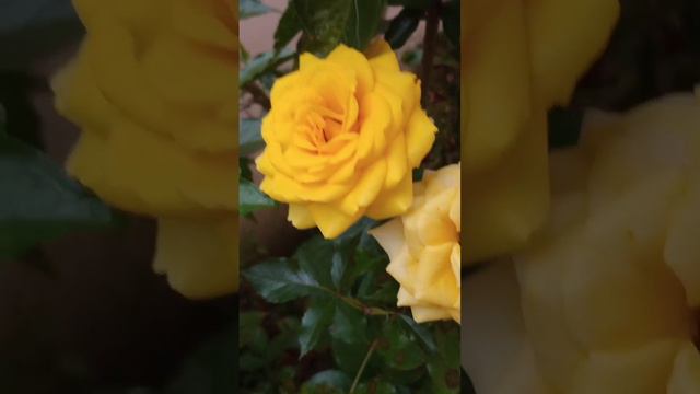 #pelargonium inquinans ##rosa #amarela #mini #rosa/pelargonium inquinans, yellow rose and mini rose смотреть онлайн
