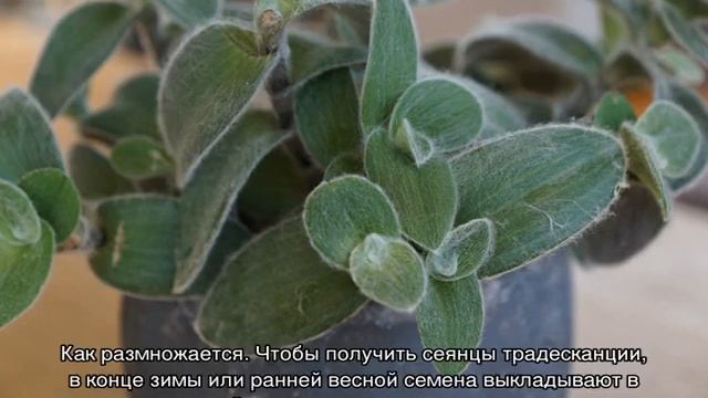 Традесканция комнатная — уход в домашних условиях смотреть онлайн