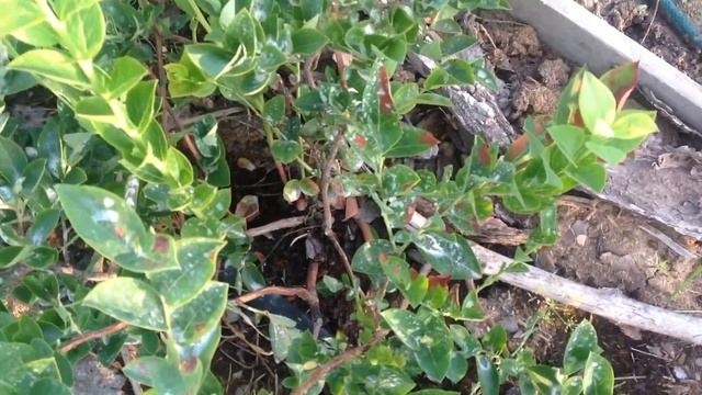 Болезнь куста Голубики смотреть онлайн