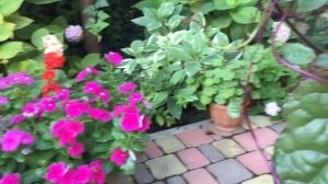 НОВИНКА!!! МОЩНАЯ ЛИАНА в саду!!!  ЛЮБЛЮ  ВСЁ что   ВЬЕТСЯ !!! БАЗЕЛЛА.