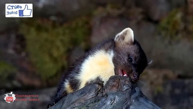 Куница/Marten смотреть онлайн
