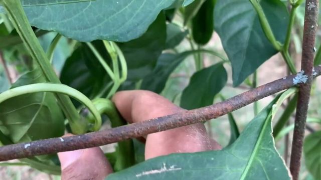 Growing Harvesting and Cooking the GIANT MARCONI Sweet Pepper! смотреть онлайн