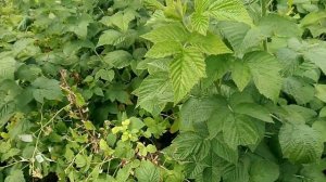 Малина Краса России. Ягоды на побегах первого года.