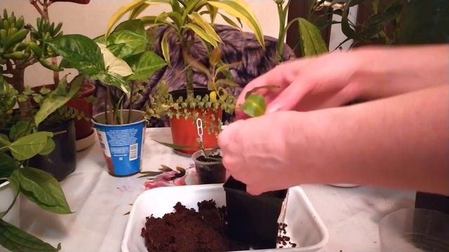 КОМНАТНЫЙ ЦВЕТНИК. ПЕРЕСАЖИВАЮ НОВИНКИ - ЧЕРЕНКИ ДИПЛАДЕНИИ И КЛЕРОДЕНДРУМА смотреть онлайн