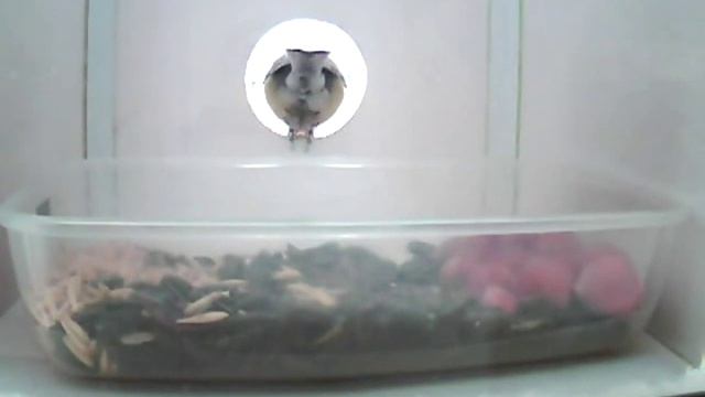 Синички в кормушке смотреть онлайн