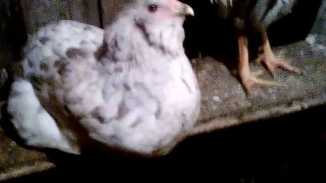 Голубая курица, голубые яйца. смотреть онлайн