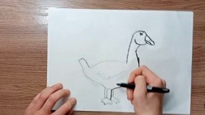 Как нарисовать гуся туториал