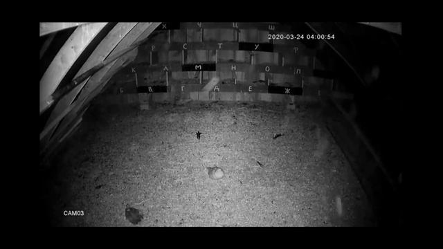 Куница ловит голубей в голубятнике. смотреть онлайн