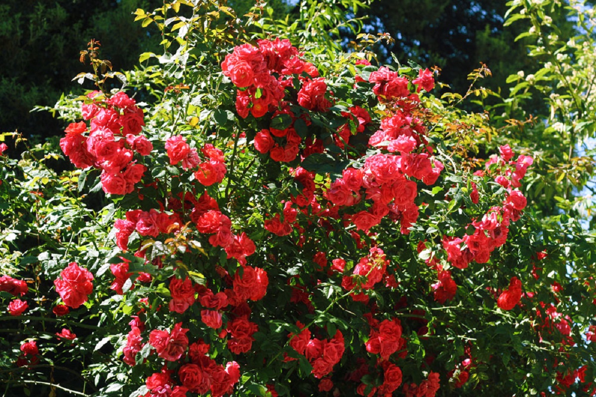 ЧУДЕСНЫЕ ЦВЕТУЩИЕ КУСТАРНИКИ ИЗ МАГАЗИНА АШАН! смотреть онлайн