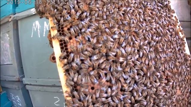 "Медовики" отработали 5+.Рамка 5 кг.Усиливаем отводки с прошлогодними матками. смотреть онлайн