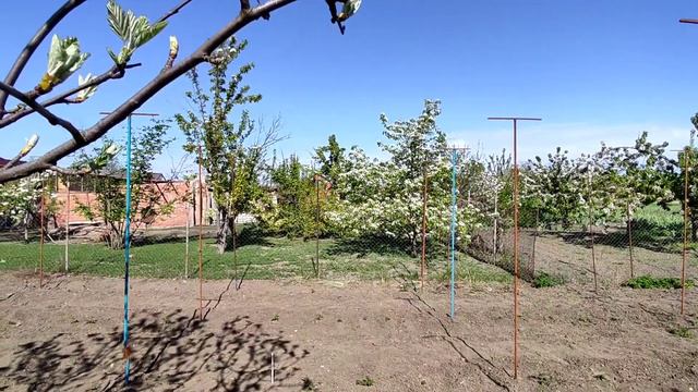 27/04/2022. Температура воздуха +22°С. Цветëт сирень. смотреть онлайн