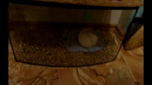 Отношения Ники и Симона (выгул мальчиков)