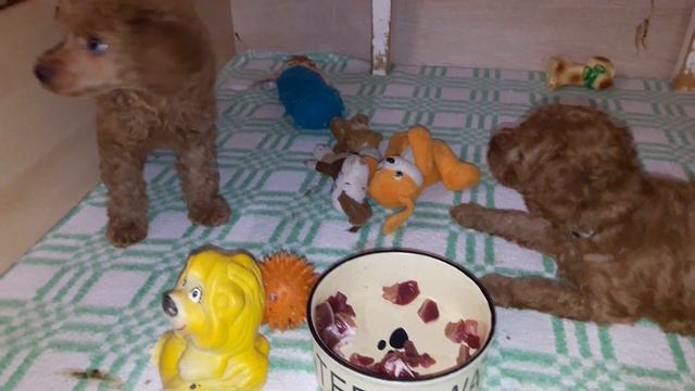 Мясо с молоком / Meat with milk смотреть онлайн