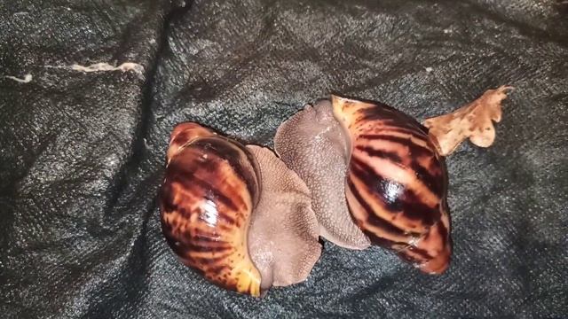 АрхАхатина маргината сутуралис альбино и стандарт ? что с малышами? смотреть онлайн