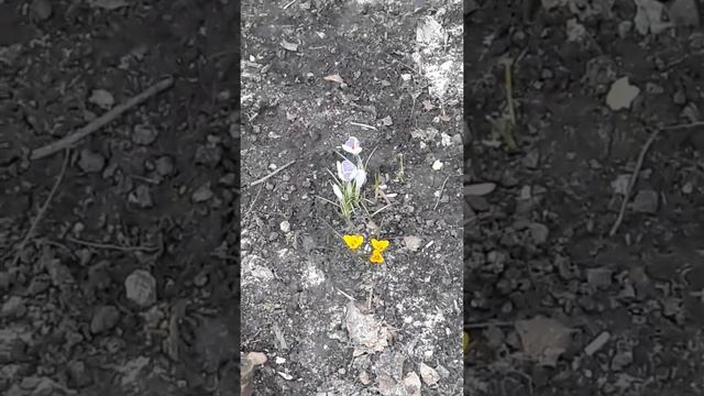 первые цветы смотреть онлайн