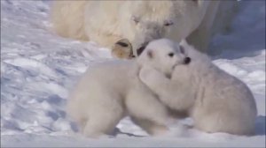ЗАПЛУТАЛИ МИШКИ