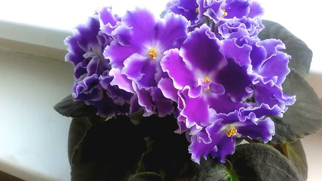 ЕК-Тибет. Самые красивые фиалки. Санкт-Петербург. смотреть онлайн