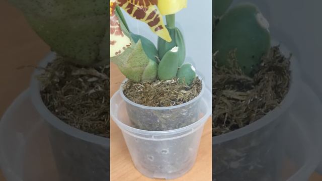 Орхидея Россиоглоссум ( Rossioglossum ) смотреть онлайн
