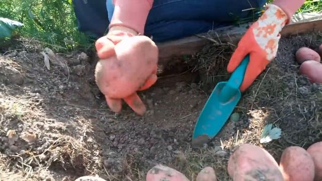 Богатый урожай картофель ранний Ред Скарлетт. Супер сорт.