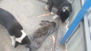 русско европейская лайка