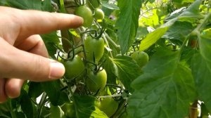 ? Томат Пламя F1| Признаться? Удивлен!