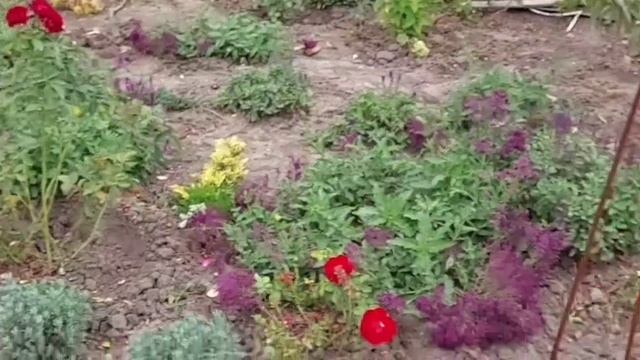 Стрижка туй и самшитов осенью. Обзор растений. 22.09.21 смотреть онлайн