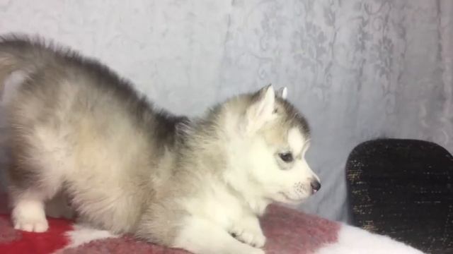 Щенки хаски видео смотреть онлайн