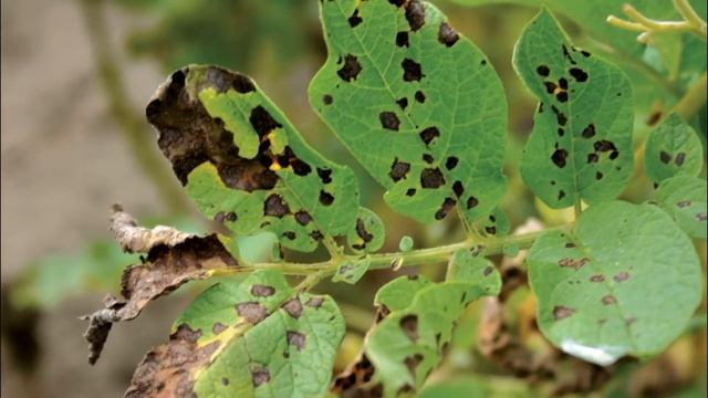 КАРТОФЕЛЬ РЕД СКАРЛЕТТ - ЗАСУХОУСТОЙЧИВЫЙ ВЫСОКОУРОЖАЙНЫЙ ПОПУЛЯРНЫЙ ВКУСНЫЙ СОРТ КАРТОФЕЛЯ смотреть онлайн