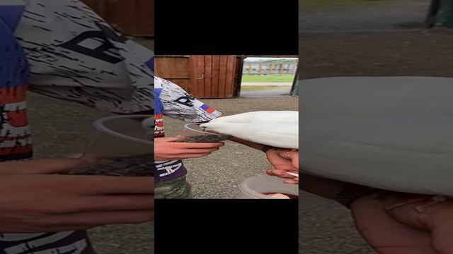 парк Белый Лев, 