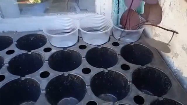 Ипомея +колеус. Черенкую и укореняю. Результаты. смотреть онлайн