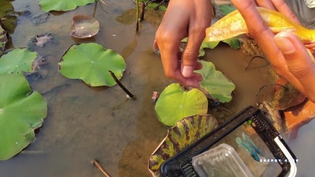 Unbelievable Unique Catch Betta Fish Catching And Finding A Lot Of Fish In Lotus Lake смотреть онлайн