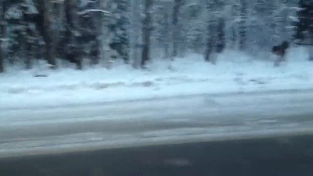 Лоси у дороги смотреть онлайн
