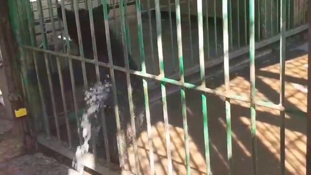Дикий малый смотреть онлайн